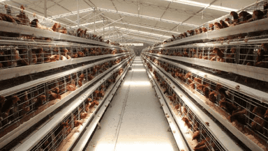 Parrandalar uchun katakli setka ishlab chiqarish uskunasi US-DP-AW-1200E